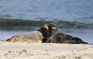Grey seal (Halichoerus grypus)