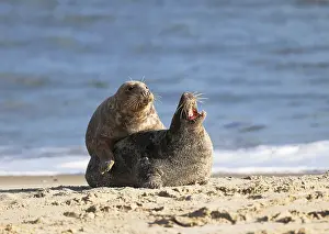 Grey seal (Halichoerus grypus)