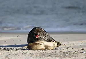 Grey seal (Halichoerus grypus)