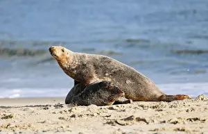 Grey seal (Halichoerus grypus)