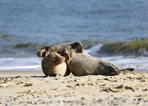 Grey seal (Halichoerus grypus)