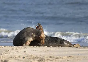 Grey seal (Halichoerus grypus)