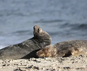 Grey seal (Halichoerus grypus)