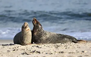 Grey seal (Halichoerus grypus)