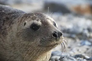 Grey seal (Halichoerus grypus)