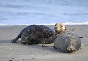 Grey seal (Halichoerus grypus)