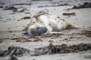 Grey seal (Halichoerus grypus)