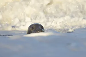 Grey seal (Halichoerus grypus) adult animal in the breaking waves of the sea