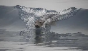 Grey seal (Halichoerus grypus) Helgoland