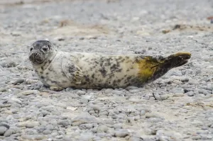 Grey seal (Halichoerus grypus), Heligoland