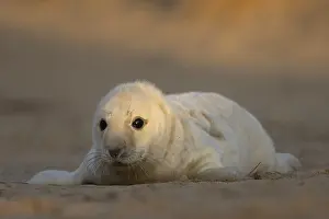 Grey seal (Halichoerus grypus) juvenile baby pup animal resting on a sand dune by a beach in winter
