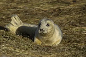 Grey seal (Halichoerus grypus) juvenile baby pup animal resting on a sand dune by a beach in winter