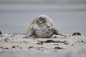 Grey seal (Halichoerus grypus) lying on the beach