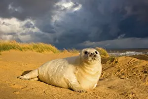 Grey Seal (Halichoerus grypus) one-two week old whitecoat pup