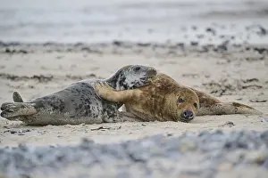 Grey seal (Halichoerus grypus) playing with each other on the beach