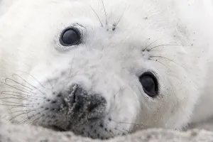 Grey seal (Halichoerus grypus) pup
