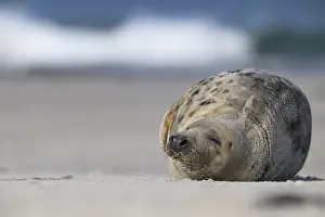 A grey seal (Halichoerus grypus) sleeps relaxed on the beach