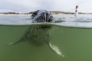 Grey seal (Halichoerus grypus) swimming in water