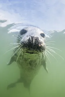 Grey seal (Halichoerus grypus) underwater