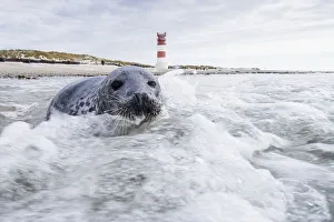 Grey seal (Halichoerus grypus) in the water