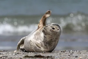 Grey seal (Halichoerus grypus) waves at the beach
