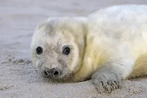 Grey Seal (Halichoerus grypus), young, portrait