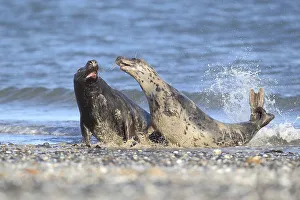 Grey Seals (Halichoerus grypus)