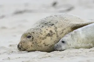 Grey Seals (Halichoerus grypus)