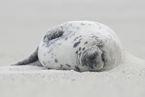 Grey Seals (Halichoerus grypus)