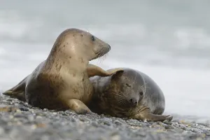 Grey Seals (Halichoerus grypus)