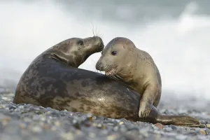 Grey Seals (Halichoerus grypus)