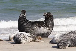 Grey Seals (Halichoerus grypus) at the beach