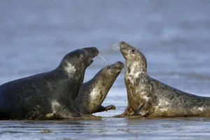 Grey Seals (Halichoerus grypus), England
