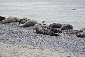 Grey seals (Halichoerus grypus), Heligoland