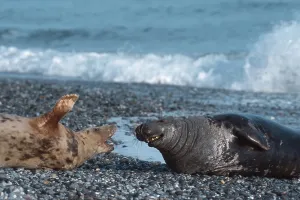 Grey Seals, pair, Helgoland, Schleswig-Holstein