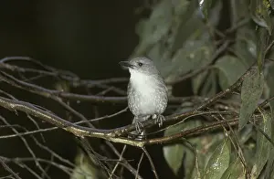 Grey Shrikethrush or Grey Shrike-thrush (Colluricincla harmonica)