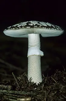Grey spotted amanita (Amanita excelsa)