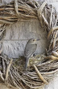 Grey spotted flycatcher (Muscicapa striata) at the nest