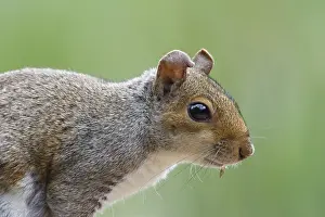 A grey Squirrel closeup with a green background
