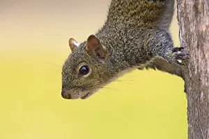 Grey squirrel, (Sciurus carolinensis)