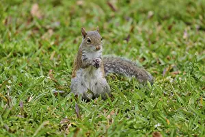 Grey Squirrel (Sciurus carolinensis)