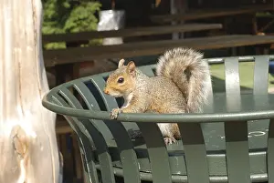 Grey squirrel (Sciurus carolinensis)