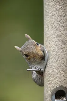 Grey squirrel (Sciurus carolinensis) adult animal eating sunflower seed hearts from a garden bird feeder