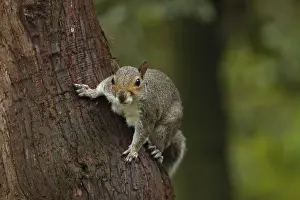 Grey squirrel (Sciurus carolinensis) adult animal on a tree trunk