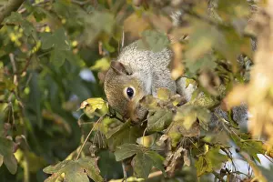 Grey squirrel (Sciurus carolinensis) adult feeding on Field maple tree seeds