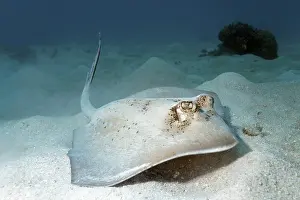Grey stingray (maskray kuhlii) on sandy ground