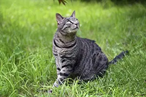 Framed Print : Grey tabby cat sitting in the grass