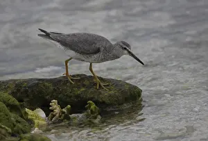 Grey-tailed Tattler (Heteroscelus brevipes)