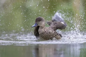 Grey Teal (Anas gracilis) bathing