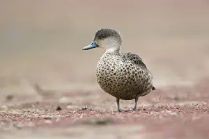 Grey Teal (Anas gracilis), Victoria